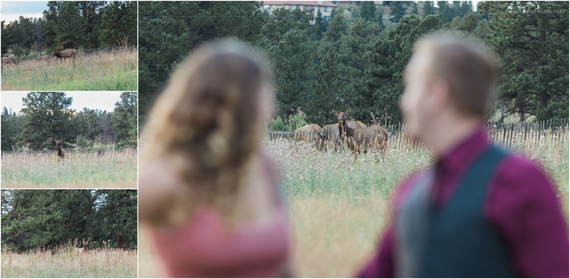 A herd of Rocky Mountain elk wanders through this Colorado mountain engagement session in Evergreen. 