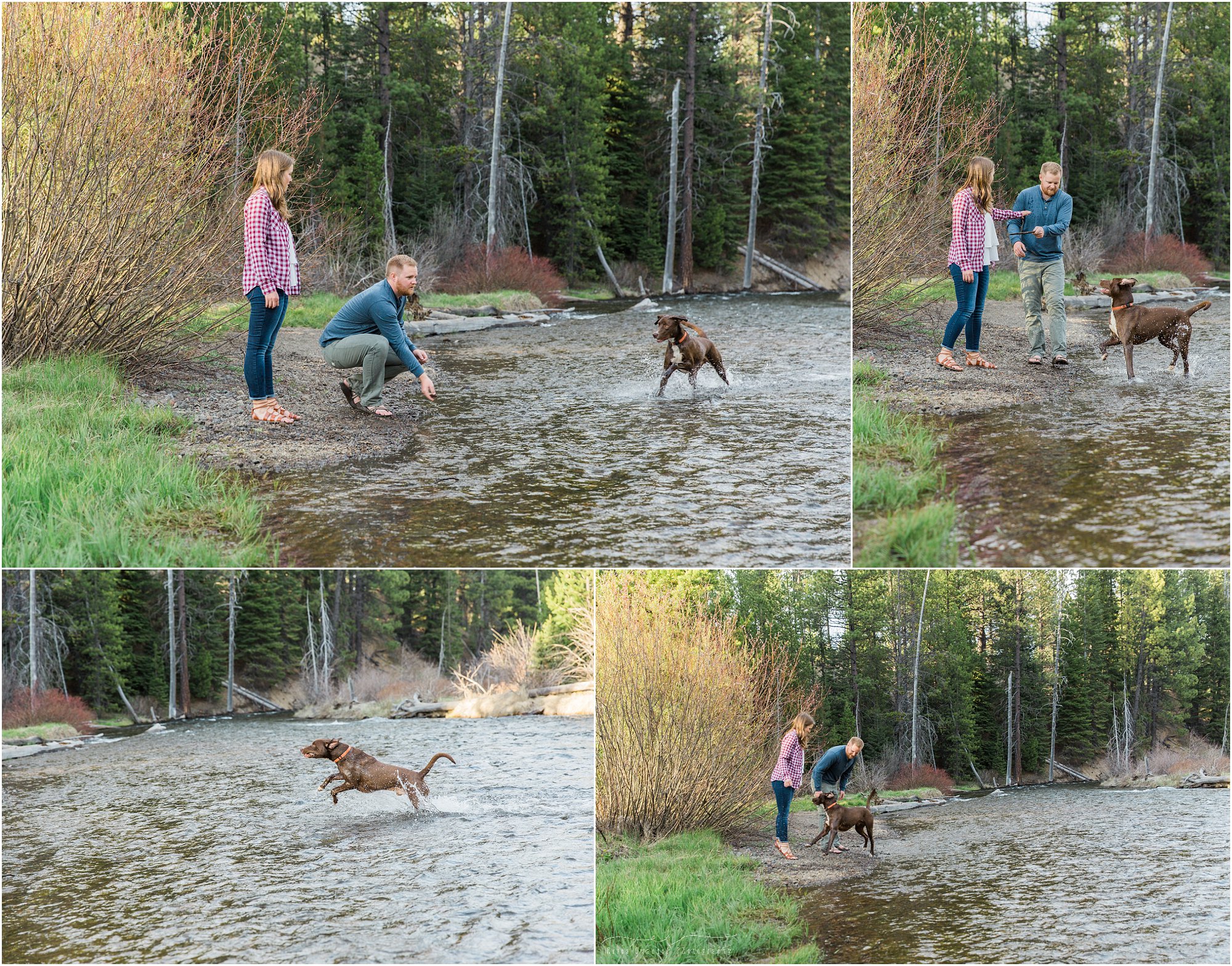 An adorable Tumalo Creek engagement session featuring a cute chocolate lab by Bend Oregon wedding photographer Erica Swantek Photography. 