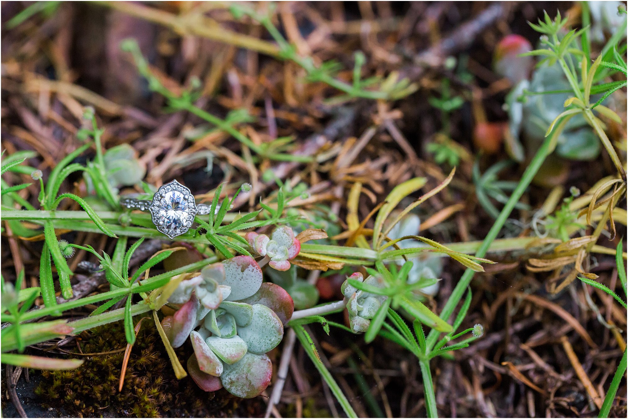 A stunning engagement ring sitting among the succulents covering the hillside of this Washington Coast engagement photo session. | Erica Swantek Photography