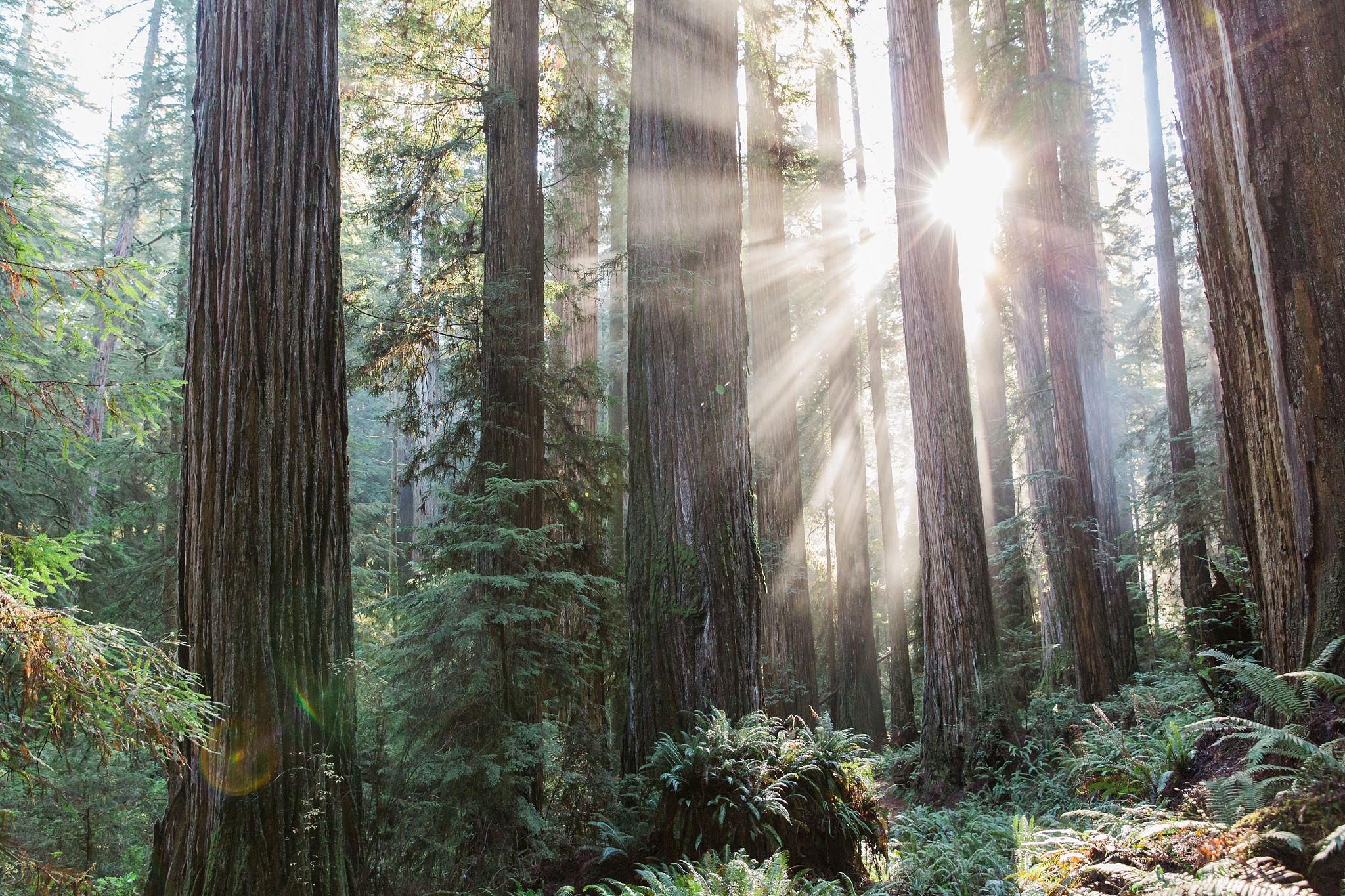 The sun shines through the tall trees in California's Redwood National Forest. | Erica Swantek Photography