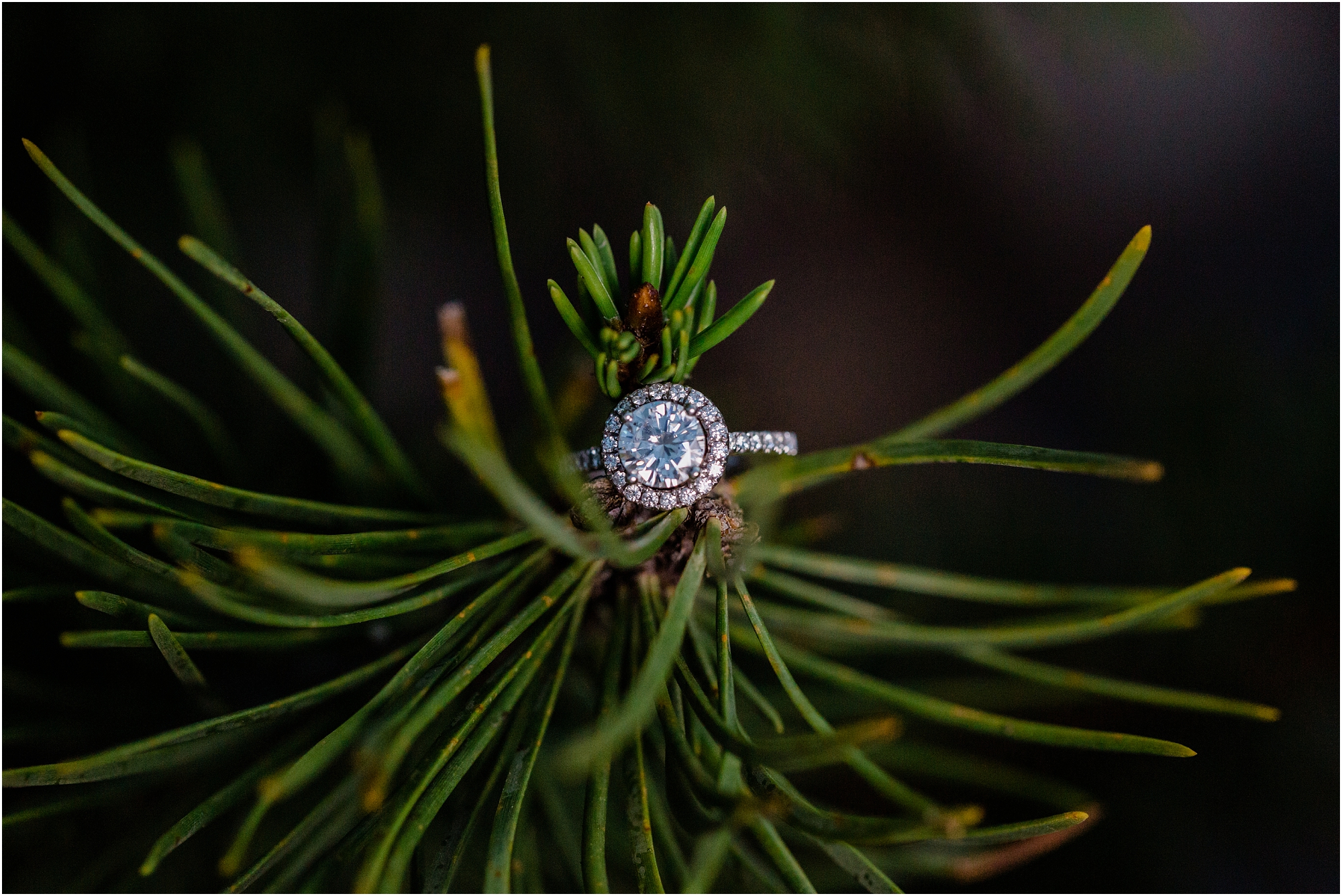 A gorgeous round engagement ring with halo diamonds surrounding the center stone sits atop a pine bough at this very Bend Oregon engagement session. | Erica Swantek Photography