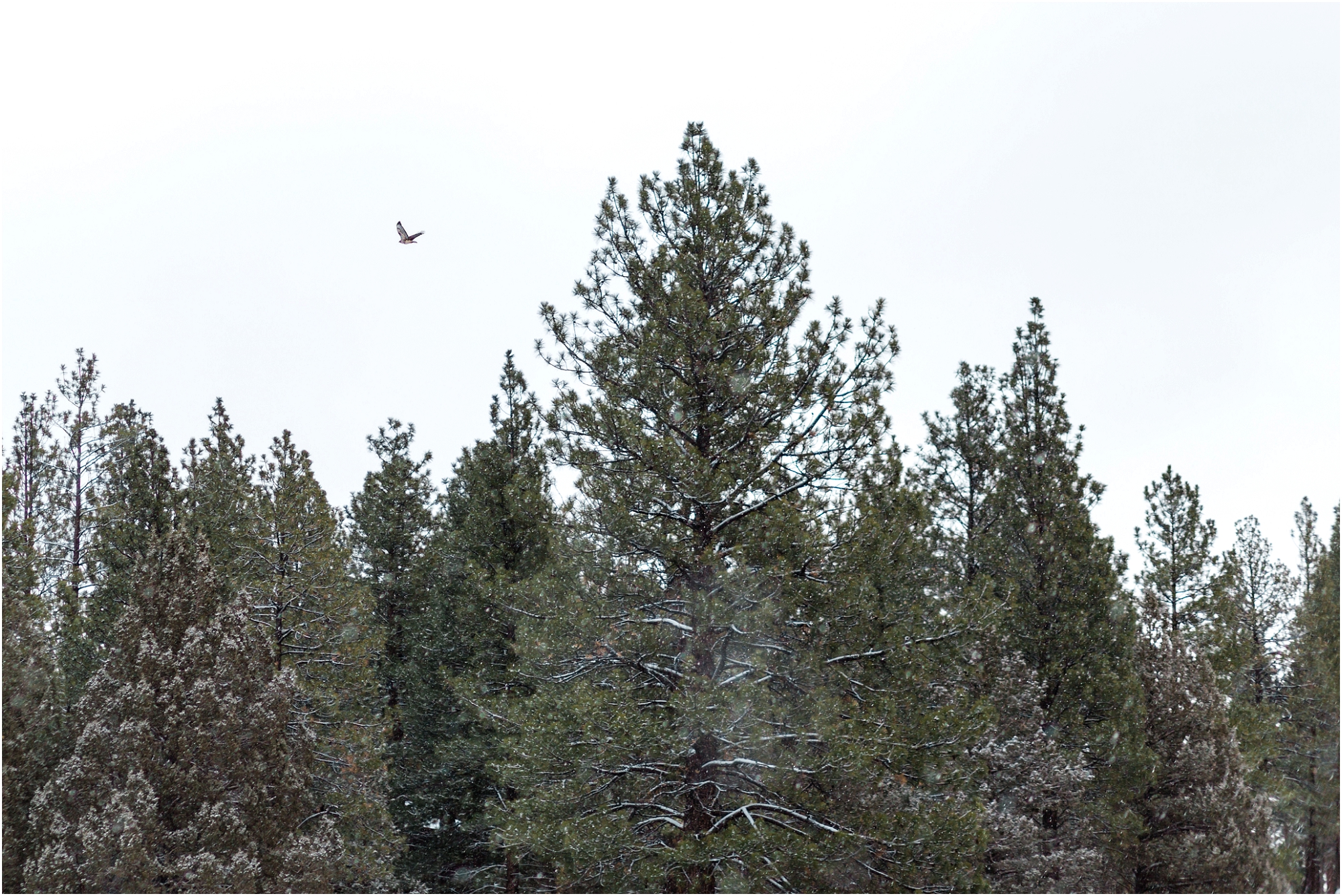 A hawk flies over the pines at this Central Oregon winter elopement near Five Pine Lodge in Sisters. | Erica Swantek Photography
