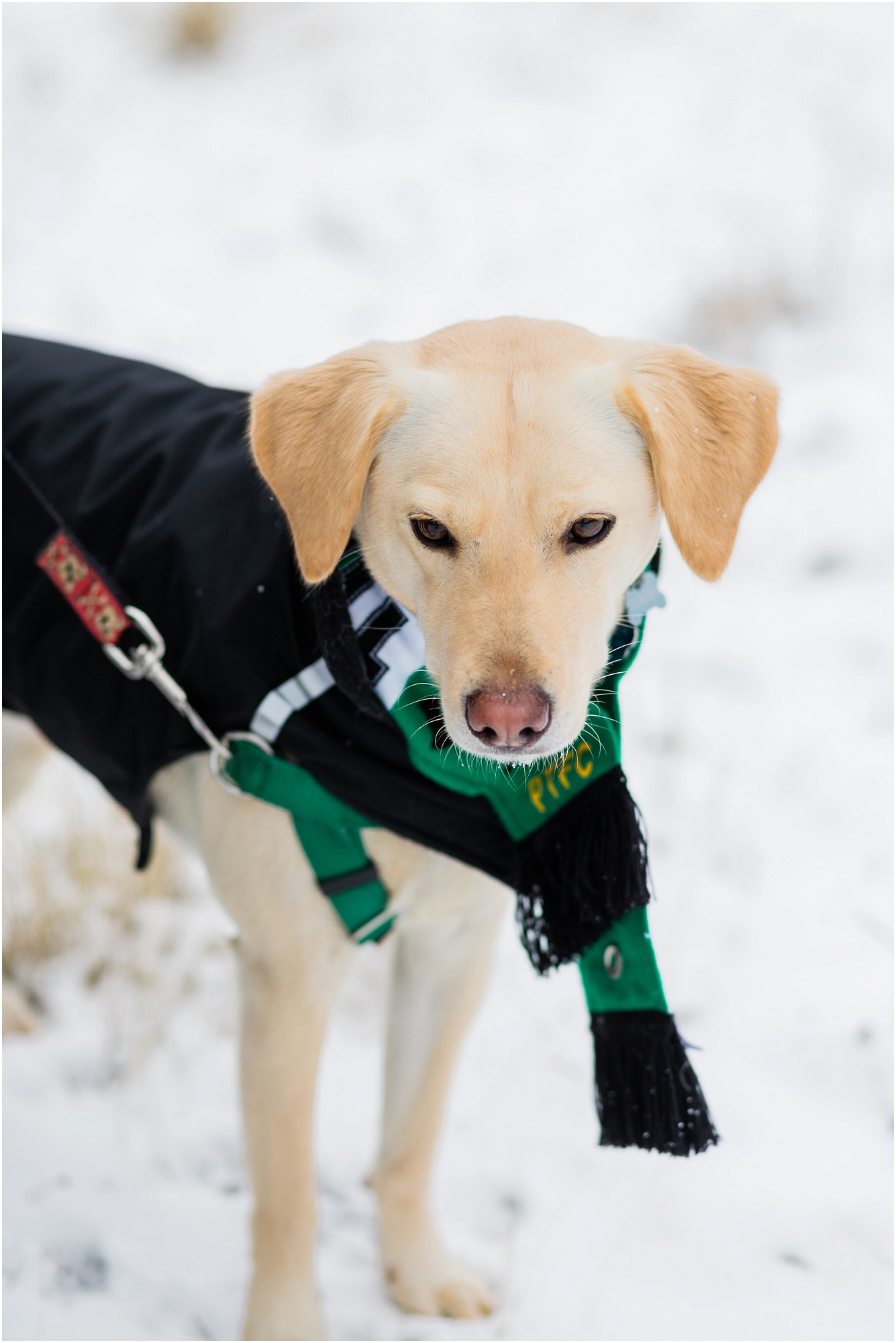 A cute yellow lab dog wrapped in a fleece coat stands in the snow of this winter elopement near Five Pine Lodge in Sisters, OR. | Erica Swantek Photography