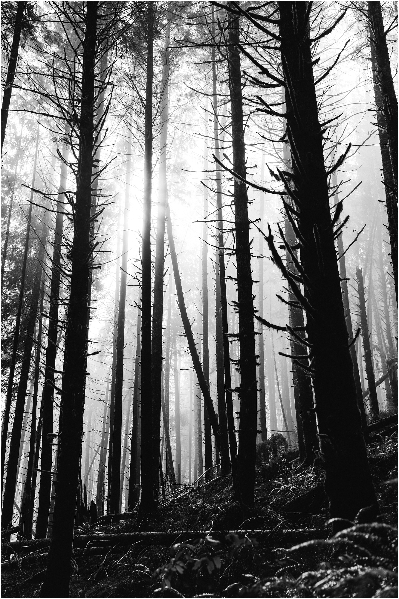 A stunning black and white image of the sun shining through the fog in the dense spruce forest along the Drift Creek Falls trail in Oregon. | Erica Swantek Photography