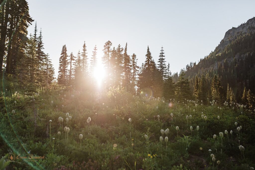 Sun shining through evergreen trees onto a wildflower meadow in Mt. Rainier National Park. 
