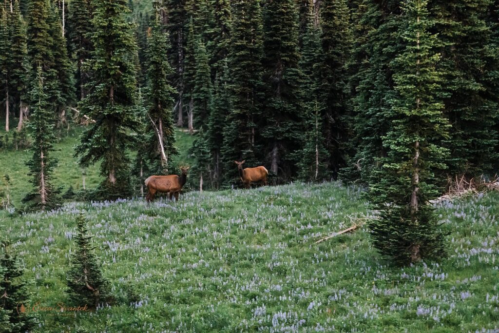 Two elk graze in a wildflower meadow in Mt. Rainier National Park. 