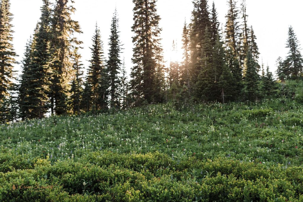 A wildflower meadow at Sunset in Mt. Rainier National Park. 