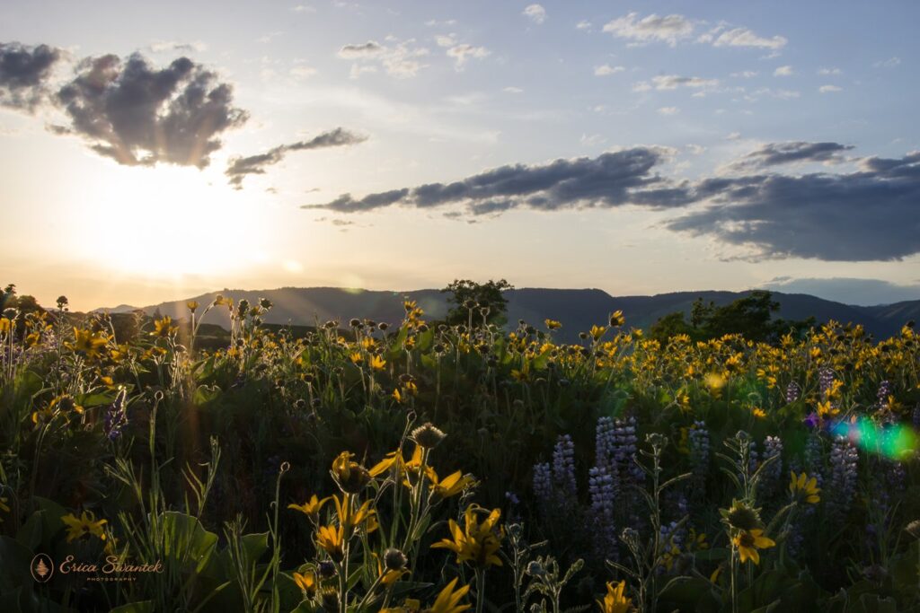 rowena crest landscapes at columbia river gorge
