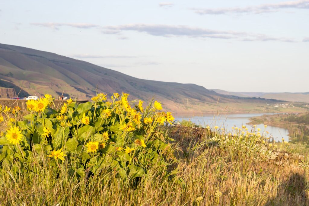 rowena crest landscapes at columbia river gorge