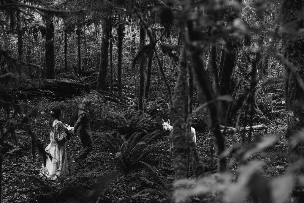  A couple hikes with their dog in the rainforest on their elopement day.