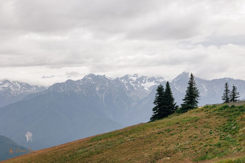 hurricane ridge landscapes