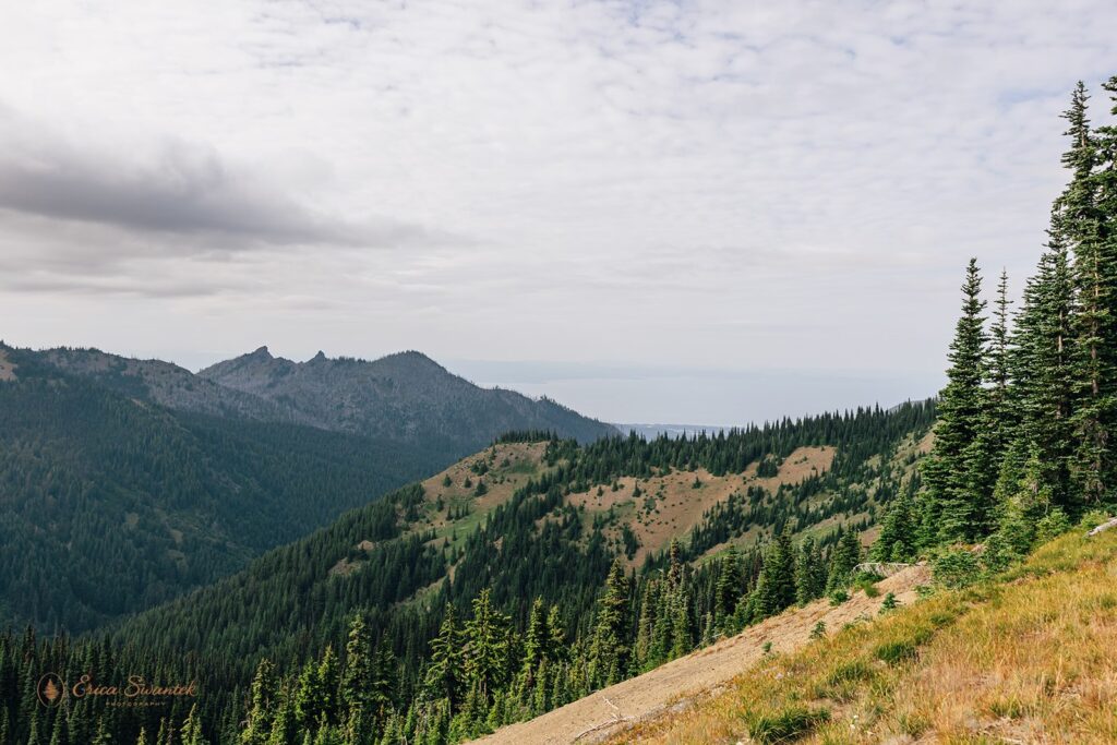 hurricane ridge landscapes