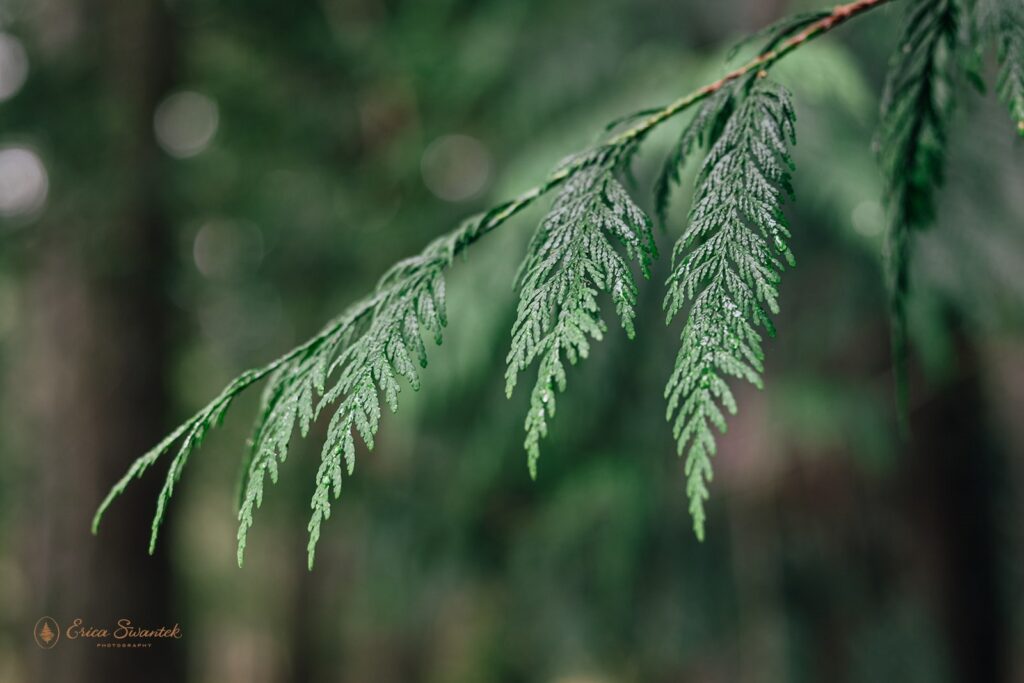 a close up of a beautiful green fern leaf