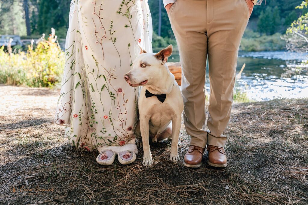 cute dog close up during a PNW elopement