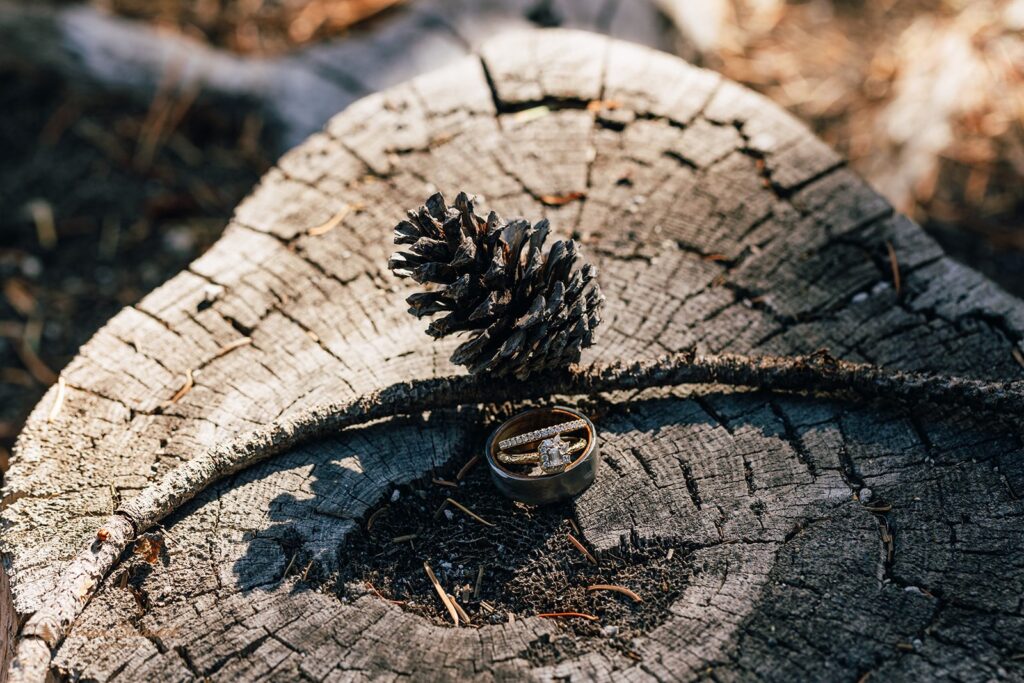 detail photo of wedding rings on a tree stump with a little pine cone next to them