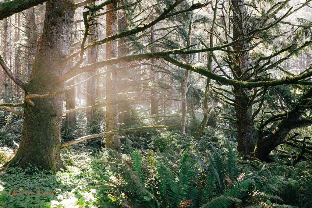 brookings, or, forest landscapes