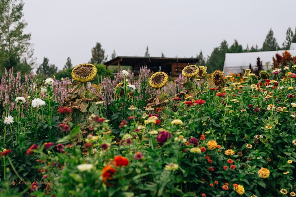 colorful flower field at rainshadow organics farm
