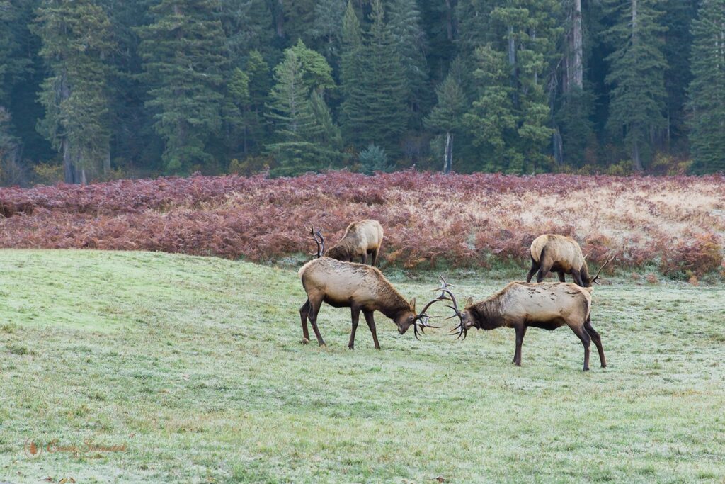 Elk sparing at sunrise in Redwoods National Park
