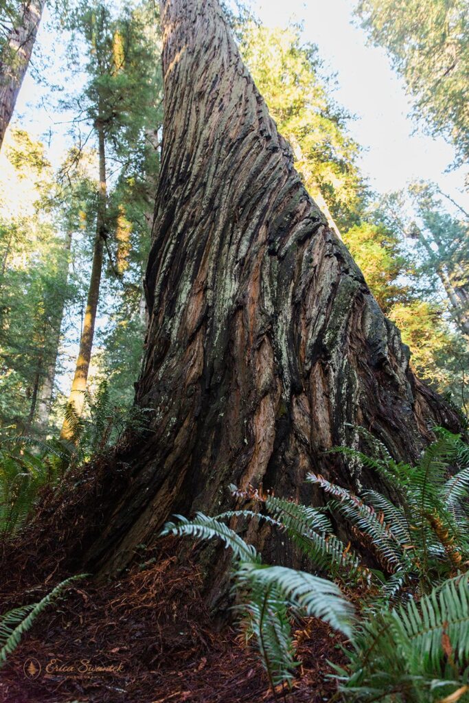 A tall Redwood tree towers above the ferns in Redwood National Park
