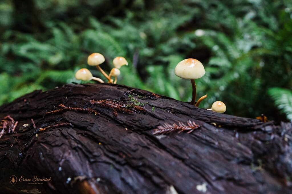mushrooms growing on a log in Redwoods National Park

