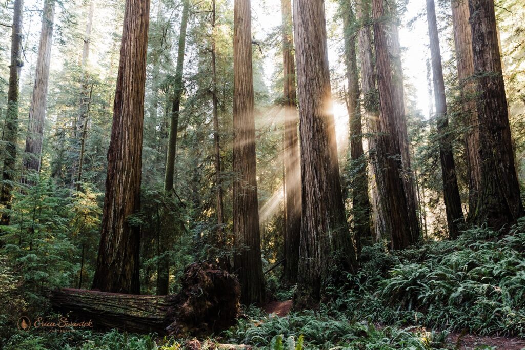 Sunset in Redwoods National Park 