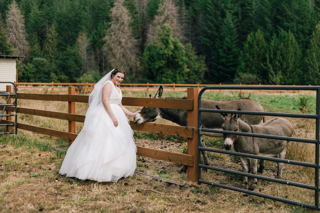 bride cuddling some donkeys 