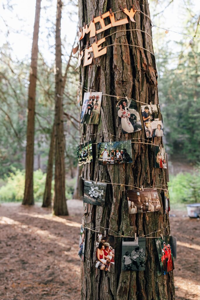 tree decorated with photos and fairy lights