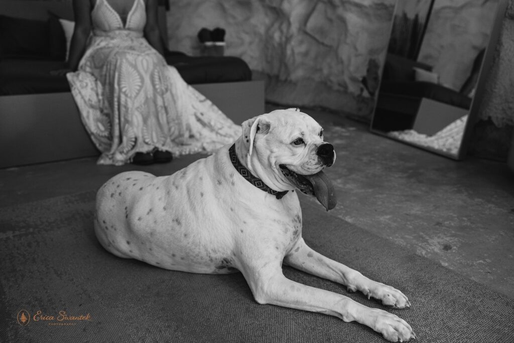 bride getting ready with dog by her side in a desert airbnb