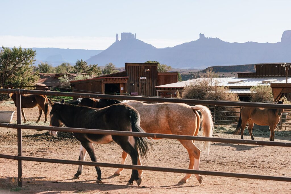horses at hauer ranch in moab