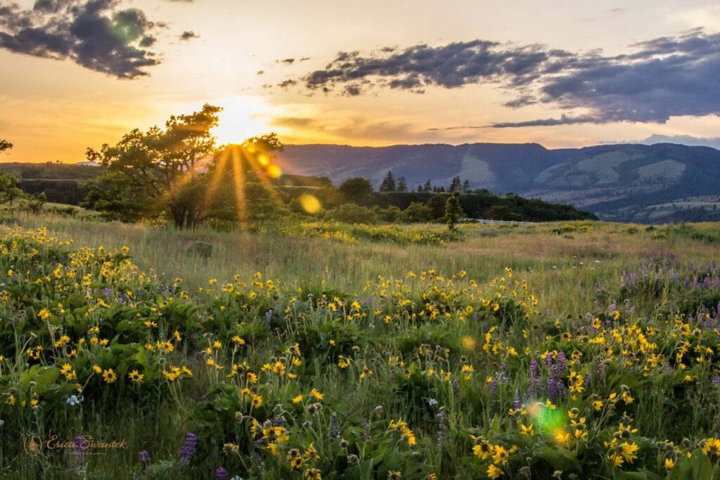wildflower field in the pnw